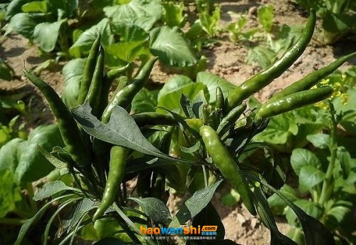 辣椒樹(shù).jpg