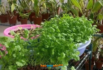 基質培香菜.jpg