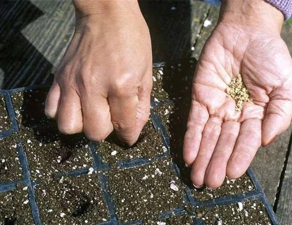 無(wú)土栽培穴盤播種.jpg